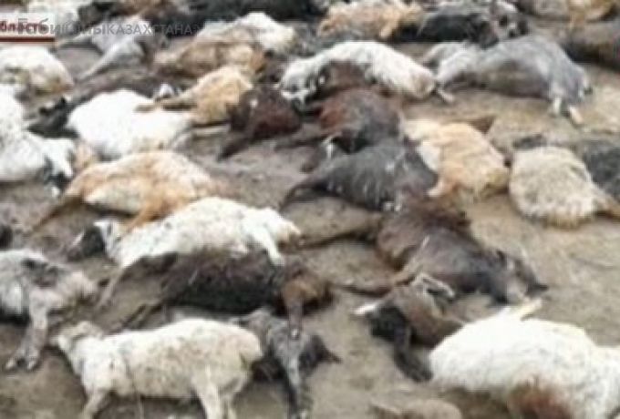 Скот тонет, людей эвакуируют: Кызылординскую область затопило из-за паводков