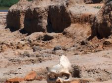 Река Урал уничтожает древнее городище Сарайшык